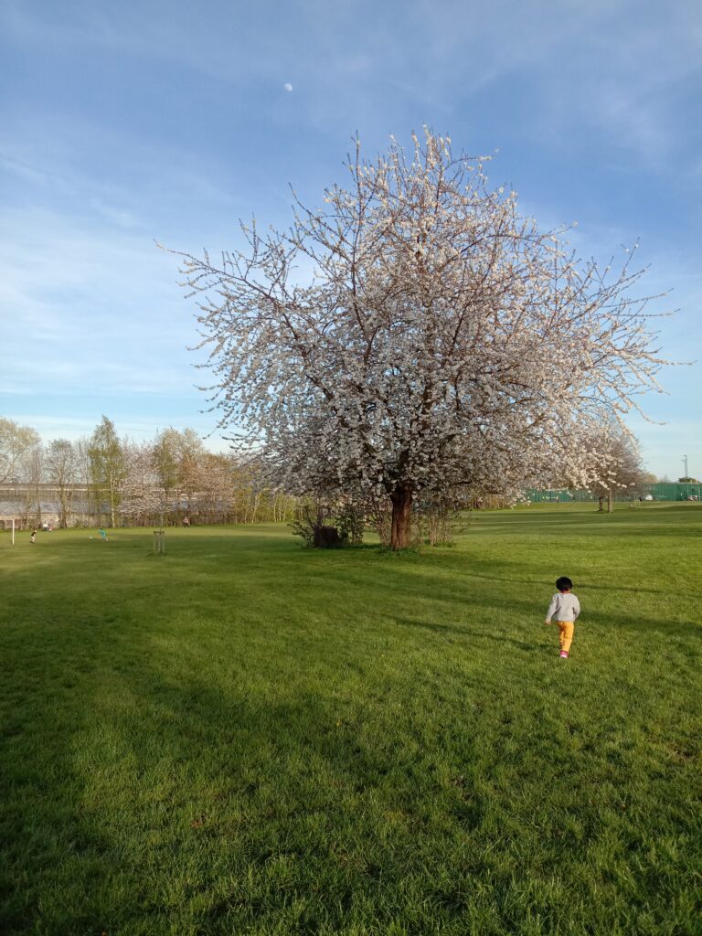 The image of a tree from Caludon Castle Park, Coventry, United Kingdom for jayanthyg.in's entry for Thursday Tree Love